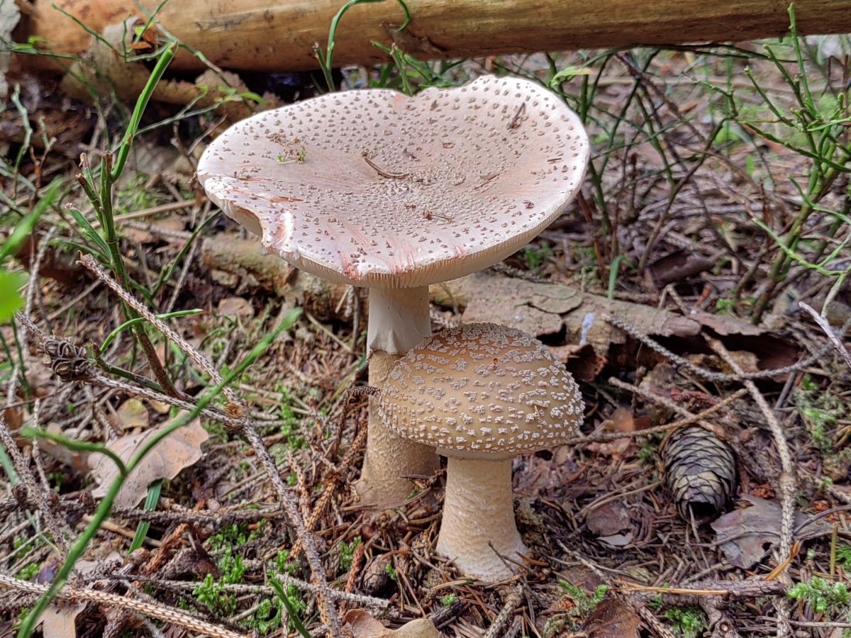 Amanita rubescens