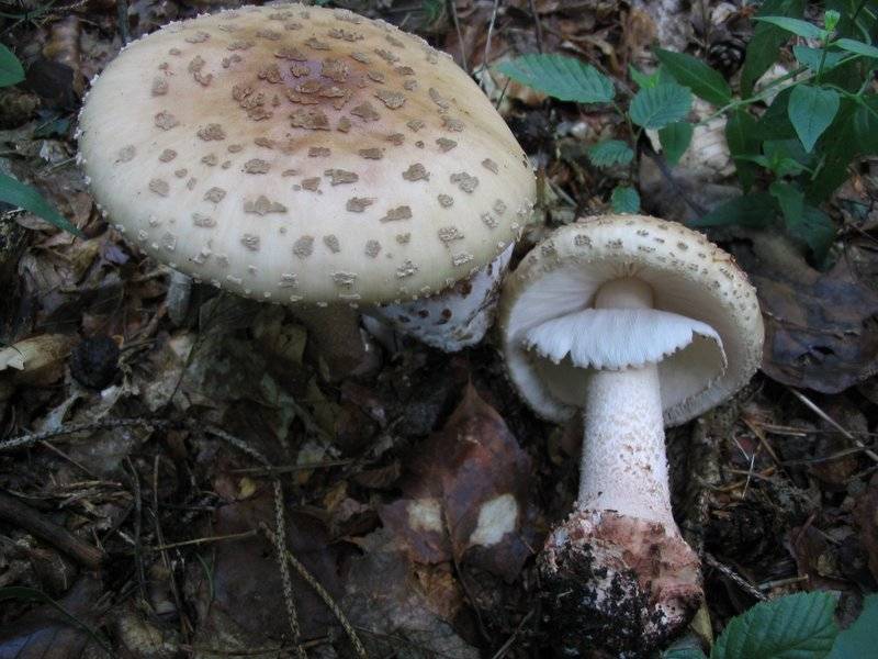 Amanita rubescens