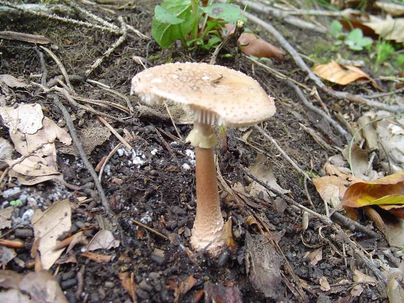 Amanita rubescens