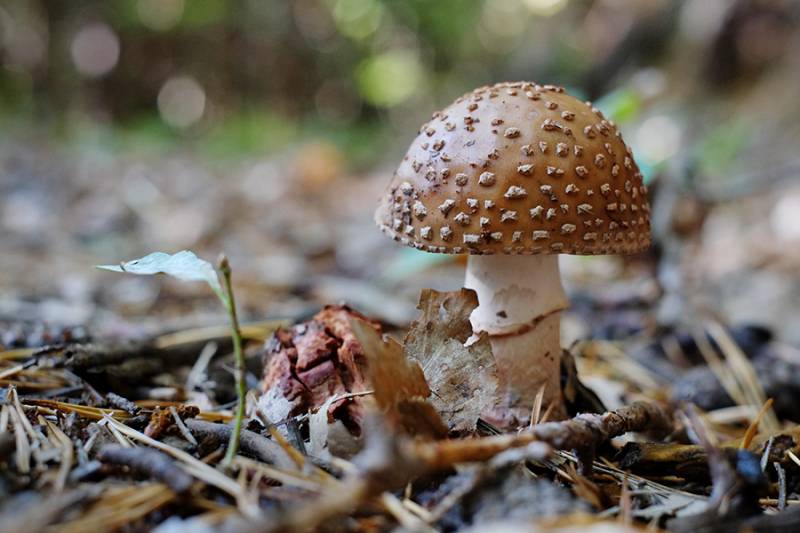 Amanita rubescens