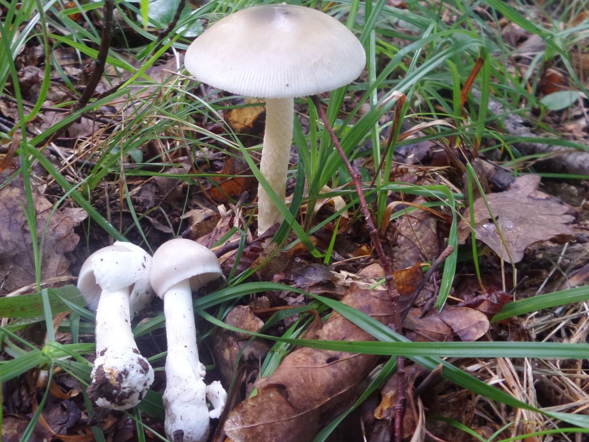 Amanita vaginata