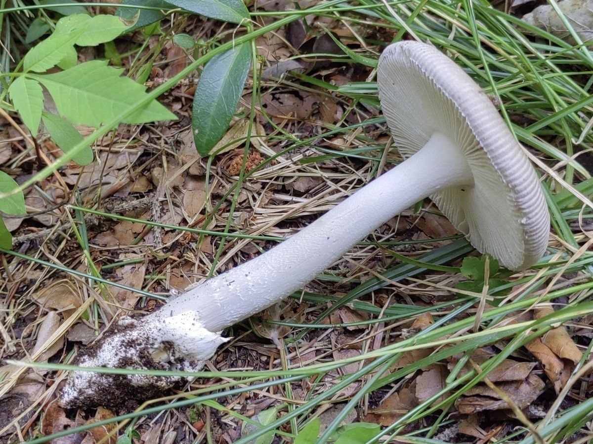 Amanita vaginata