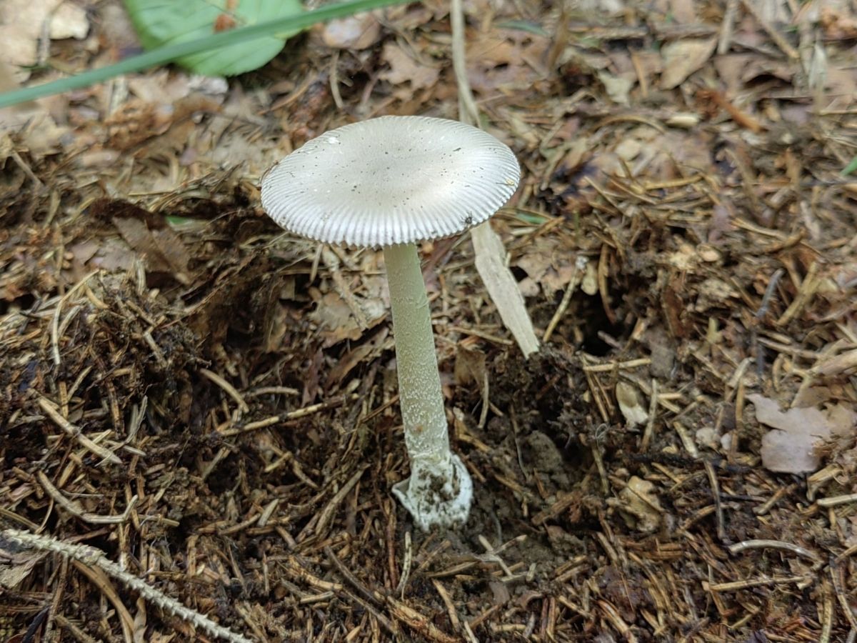 Amanita vaginata