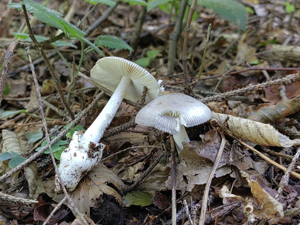 Amanita vaginata