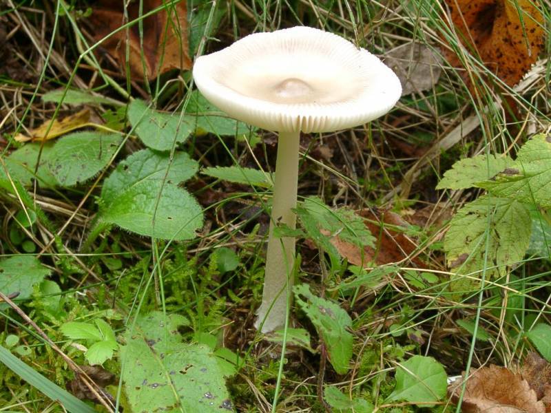 Amanita vaginata