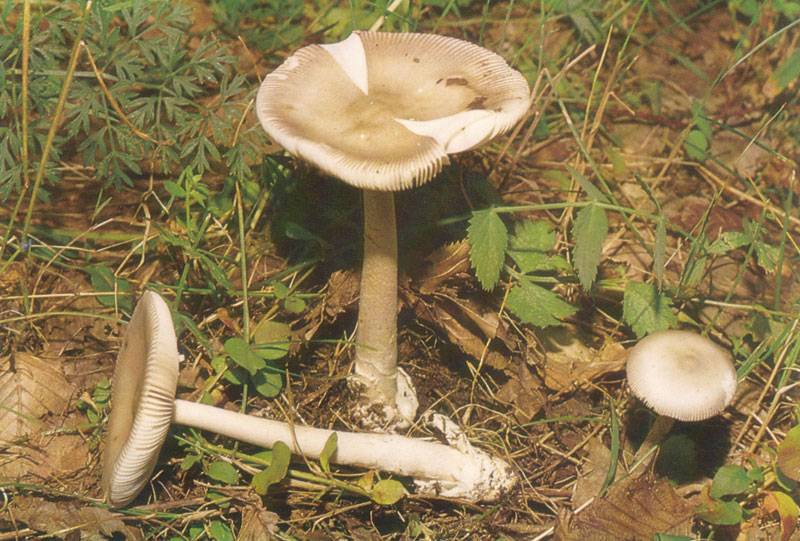 Amanita vaginata