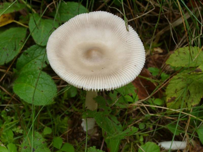 Amanita vaginata