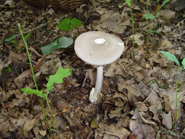 Amanita vaginata