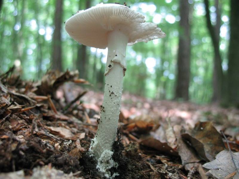 Amanita verna