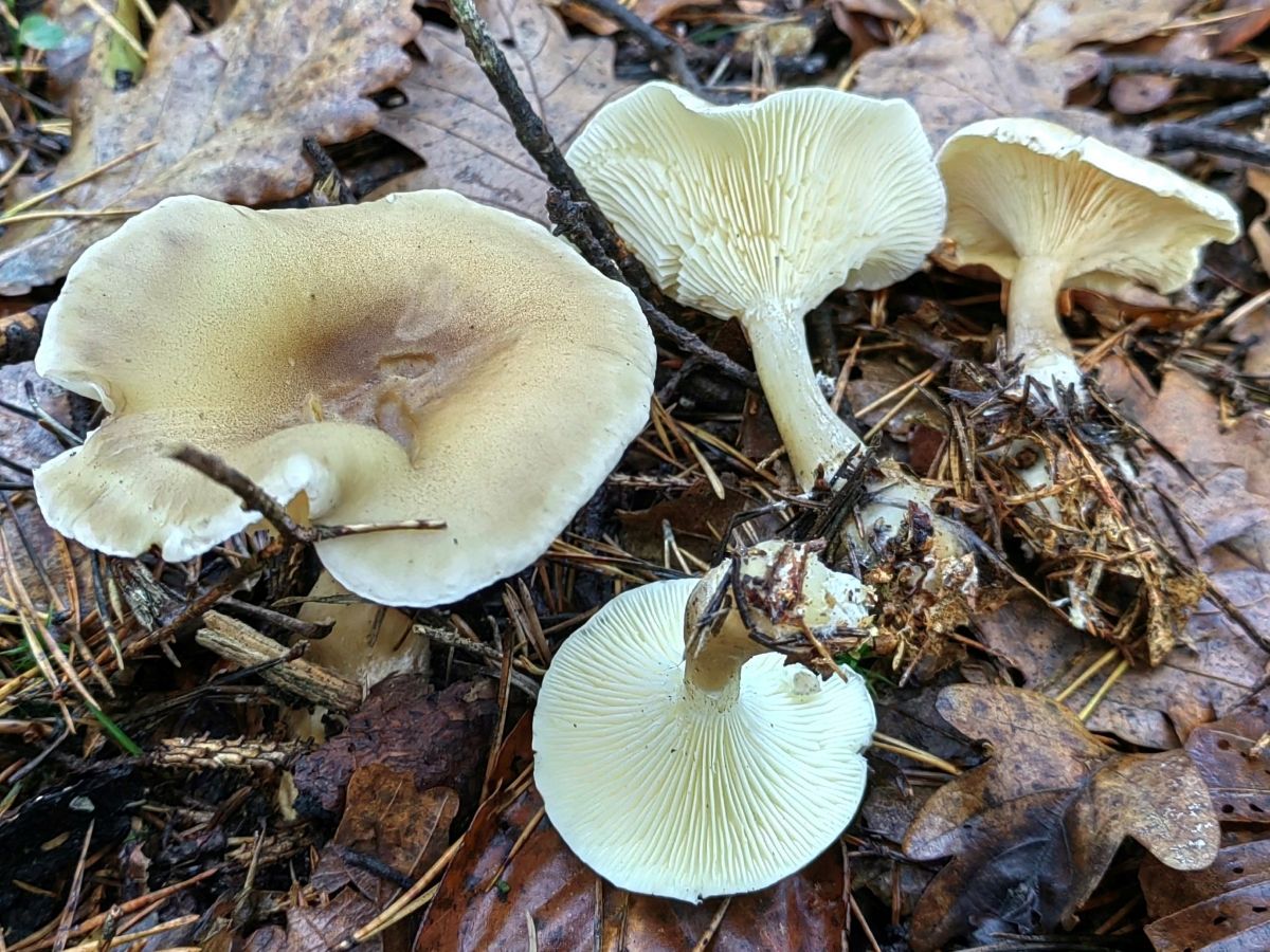 Ampulloclitocybe clavipes