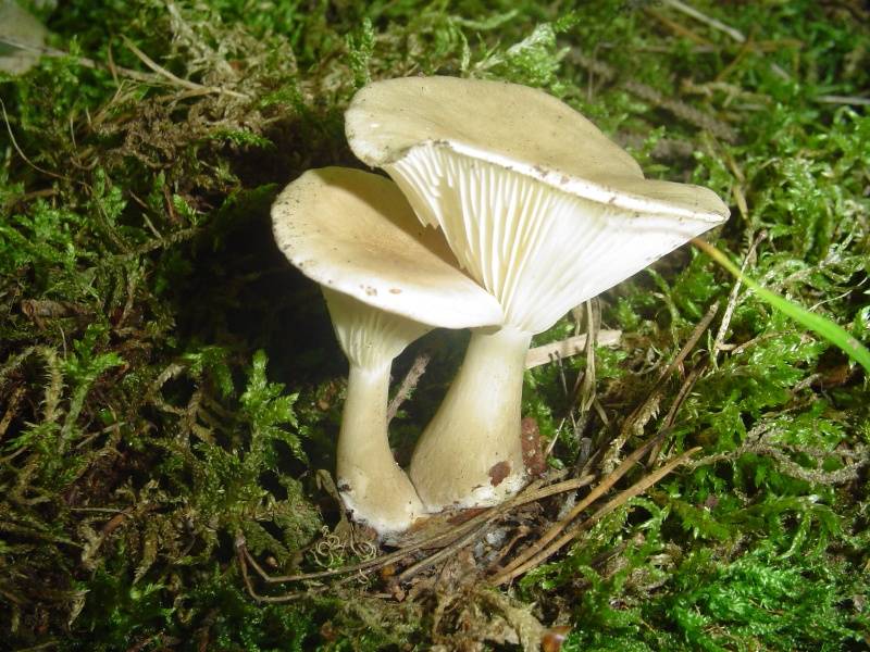 Ampulloclitocybe clavipes