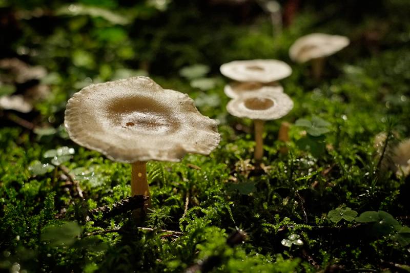 Ampulloclitocybe clavipes