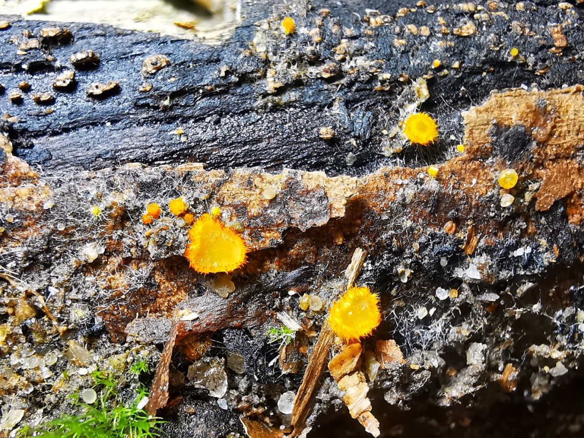 Arachnopeziza aurelia