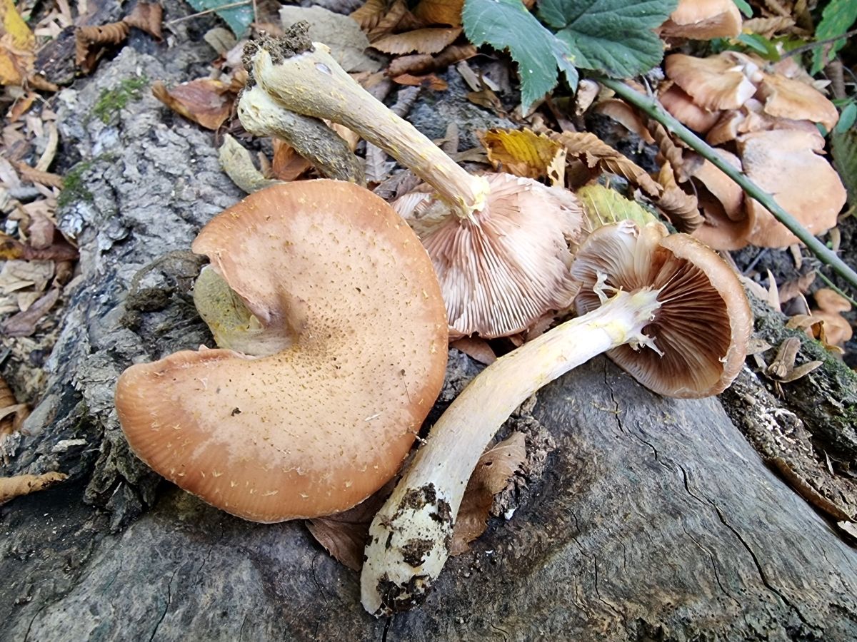 Armillaria cepistipes