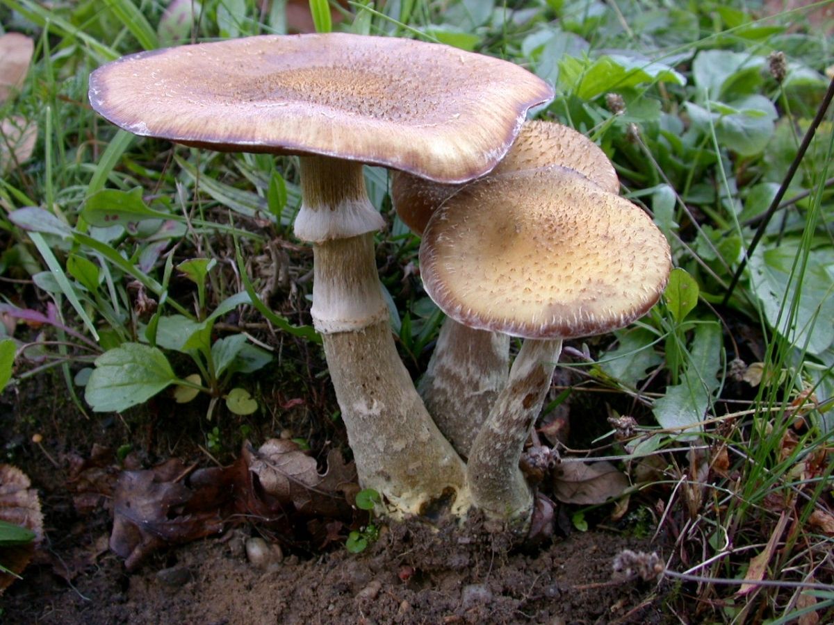 Armillaria gallica