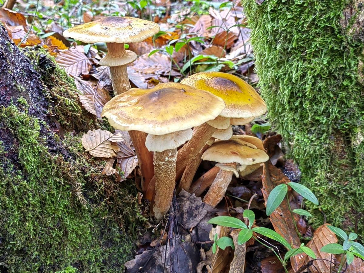 Armillaria mellea