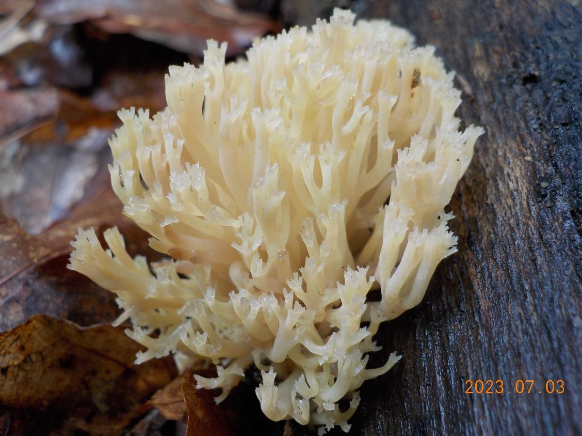 Artomyces pyxidatus