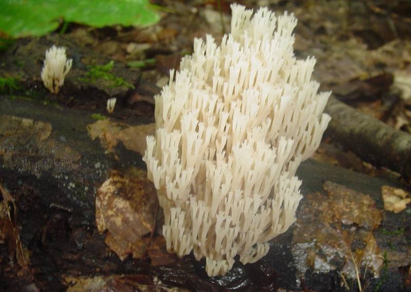 Artomyces pyxidatus