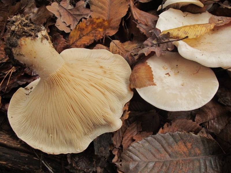 Aspropaxillus candidus