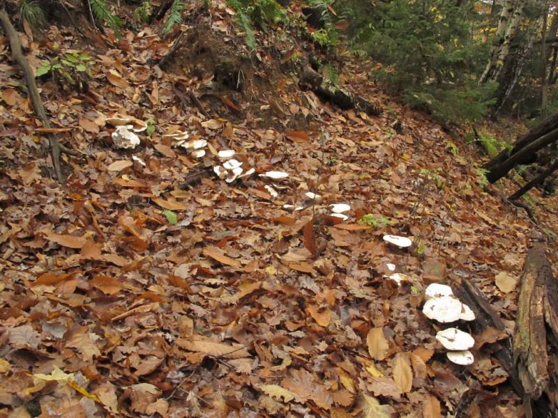 Aspropaxillus candidus