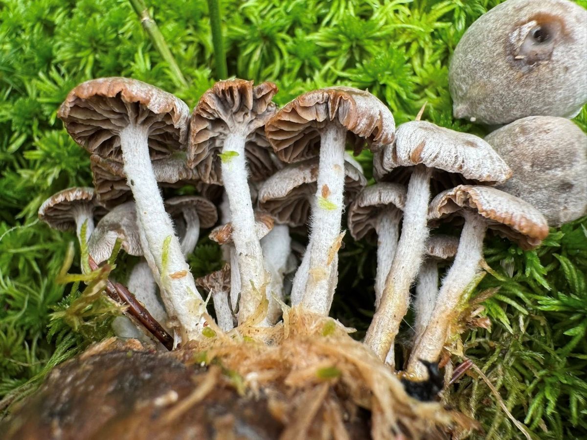 Asterophora parasitica