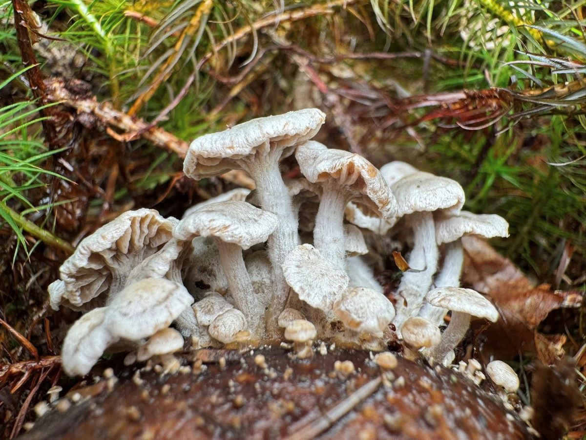 Asterophora parasitica