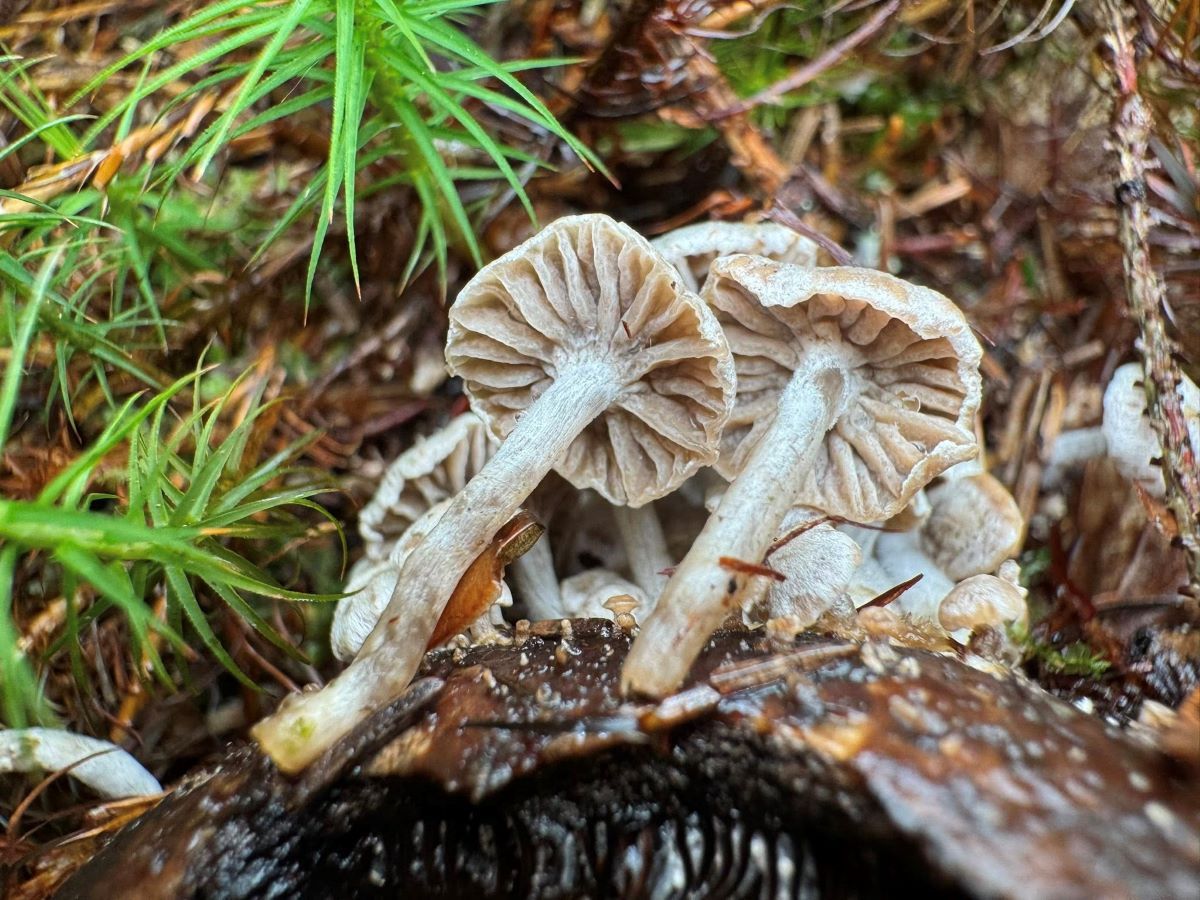 Asterophora parasitica