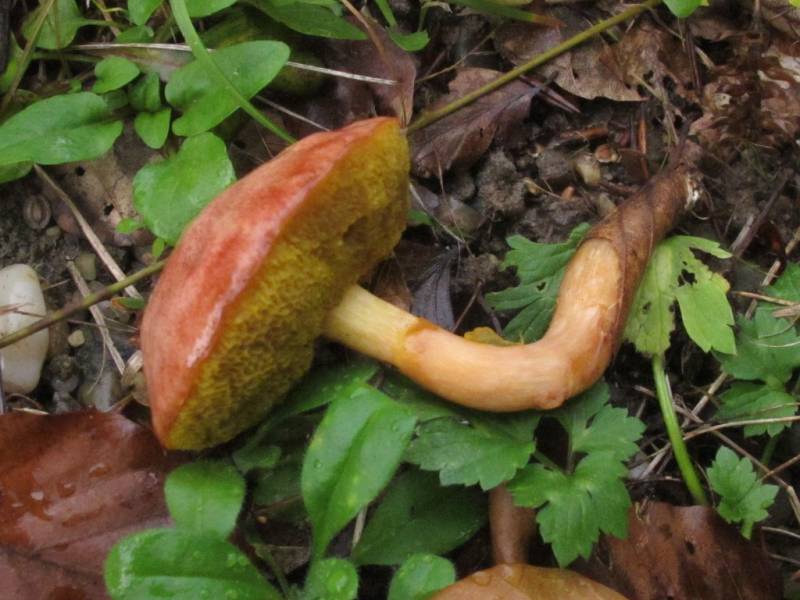 Aureoboletus gentilis