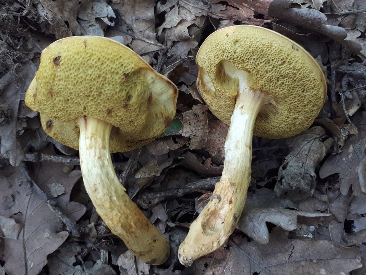 Aureoboletus moravicus