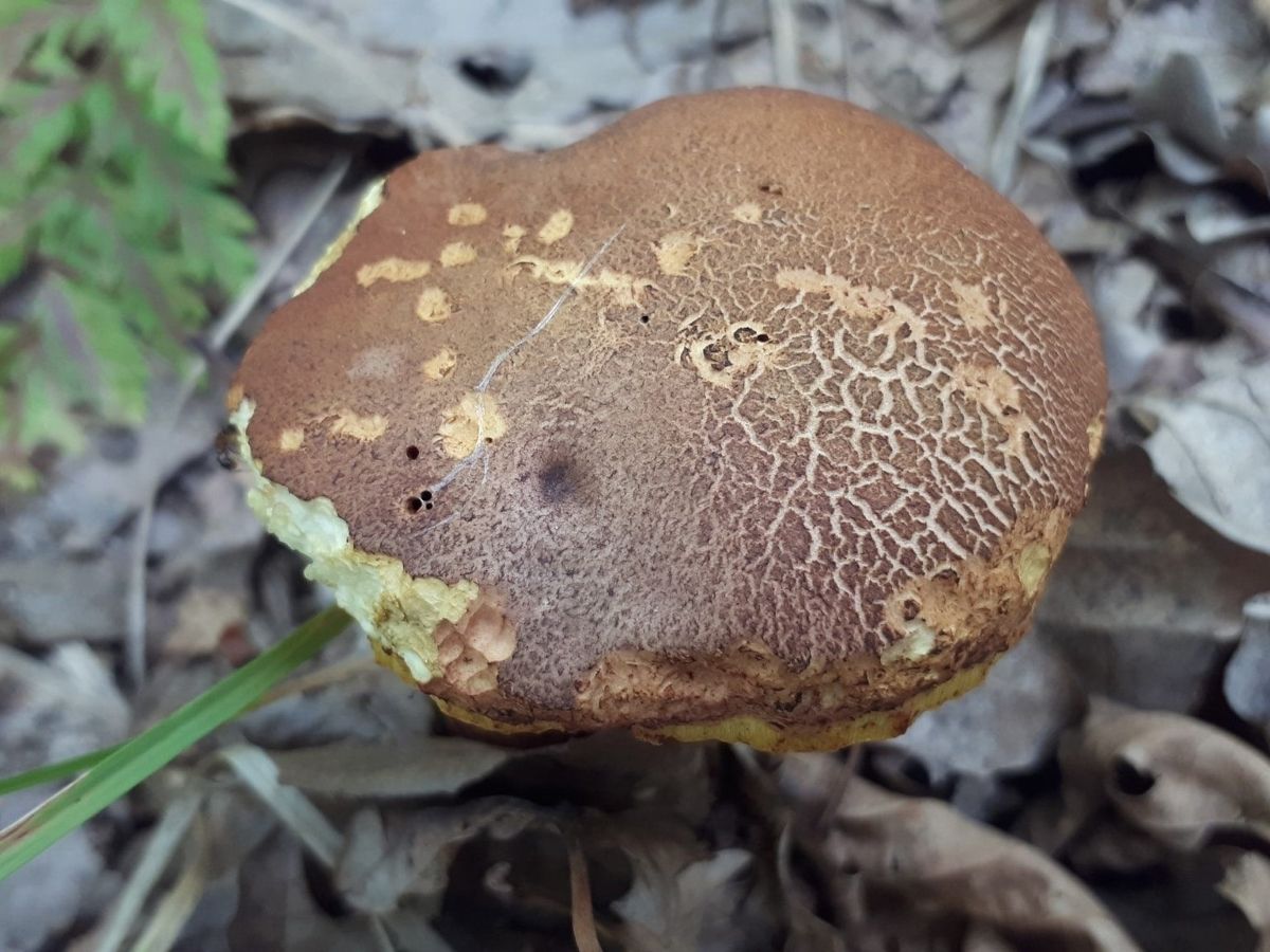 Aureoboletus moravicus