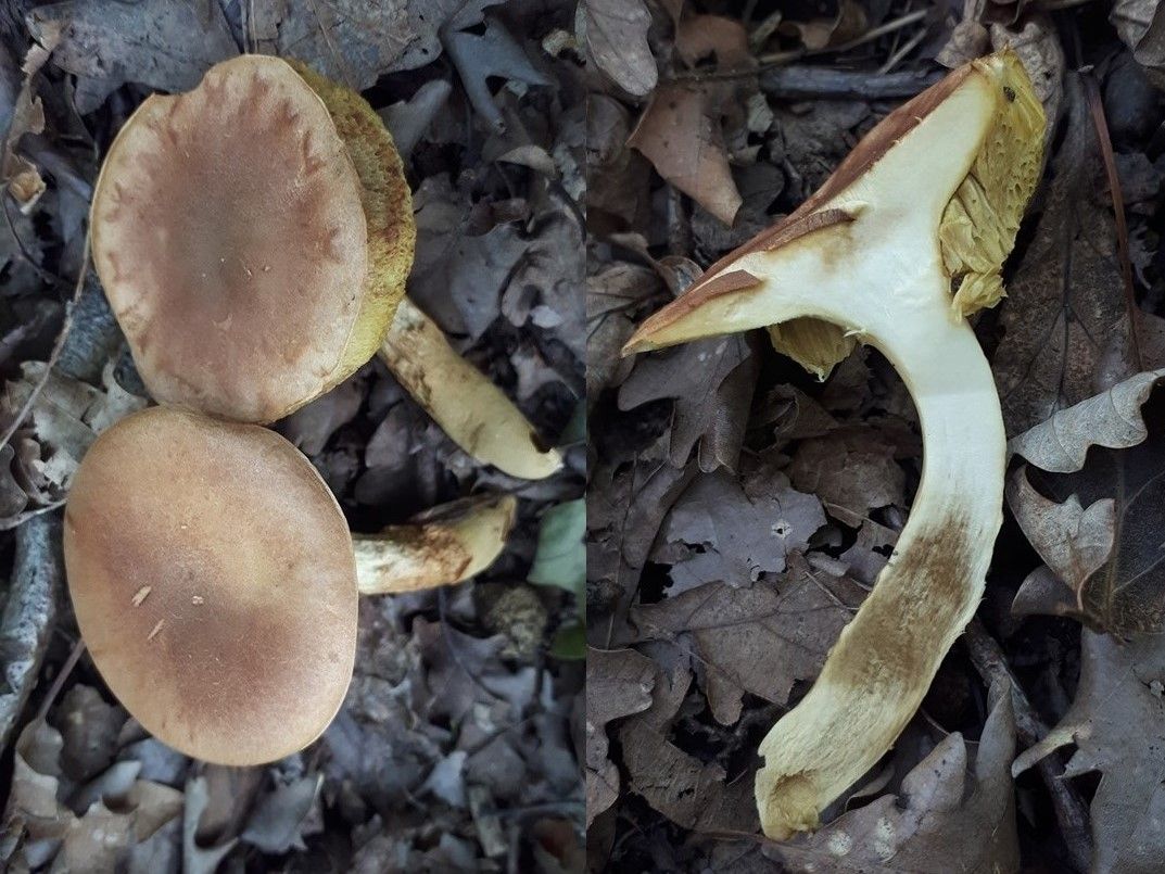 Aureoboletus moravicus