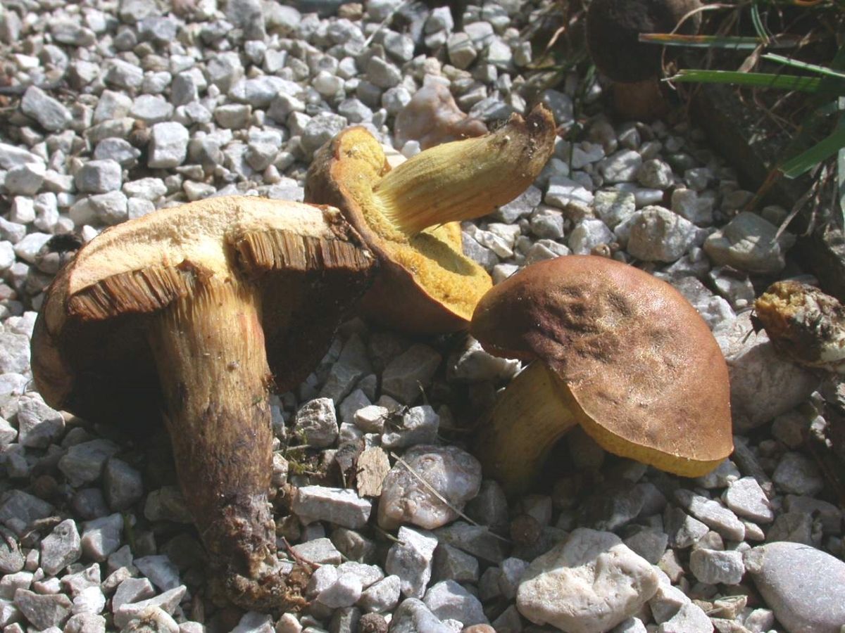 Aureoboletus moravicus