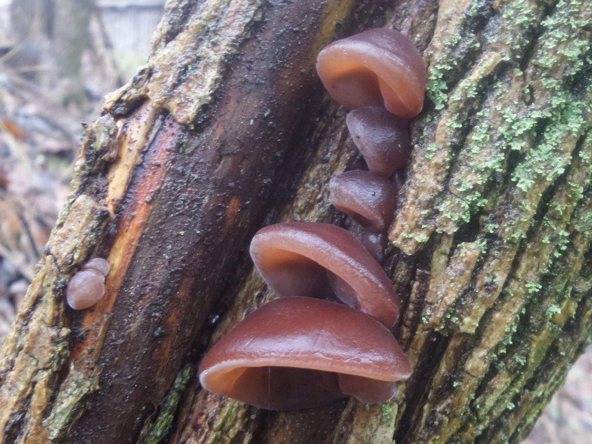 Auricularia auricula-judae