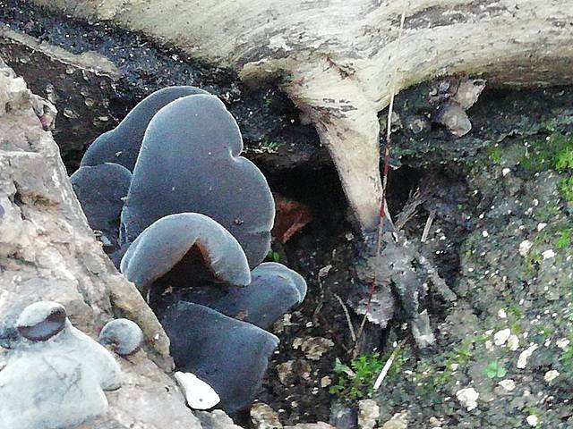 Auricularia fuscosuccinea