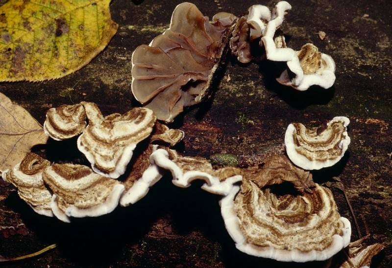 Auricularia mesenterica