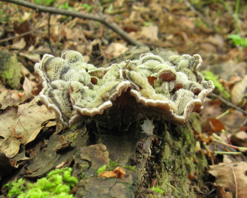 Auricularia mesenterica