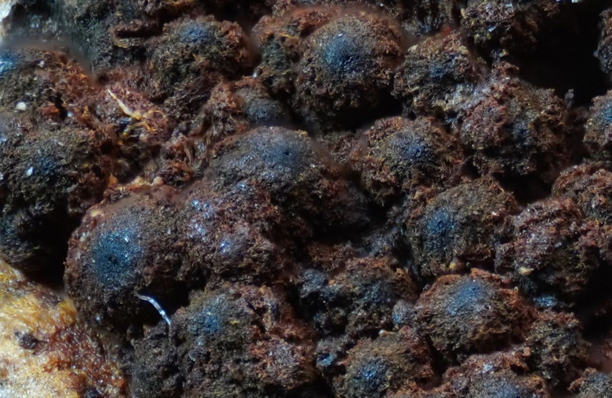 Biporispora europaea