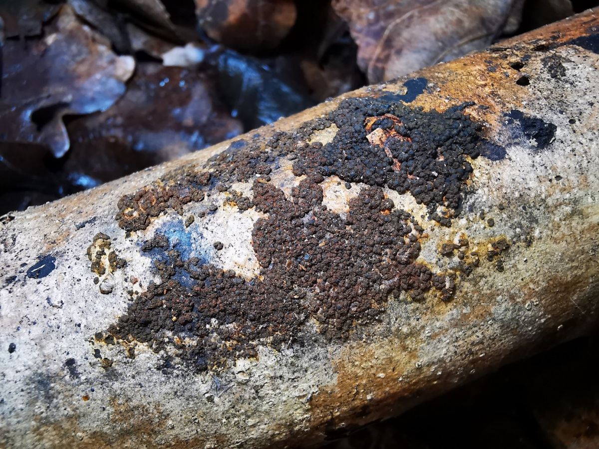 Biporispora europaea