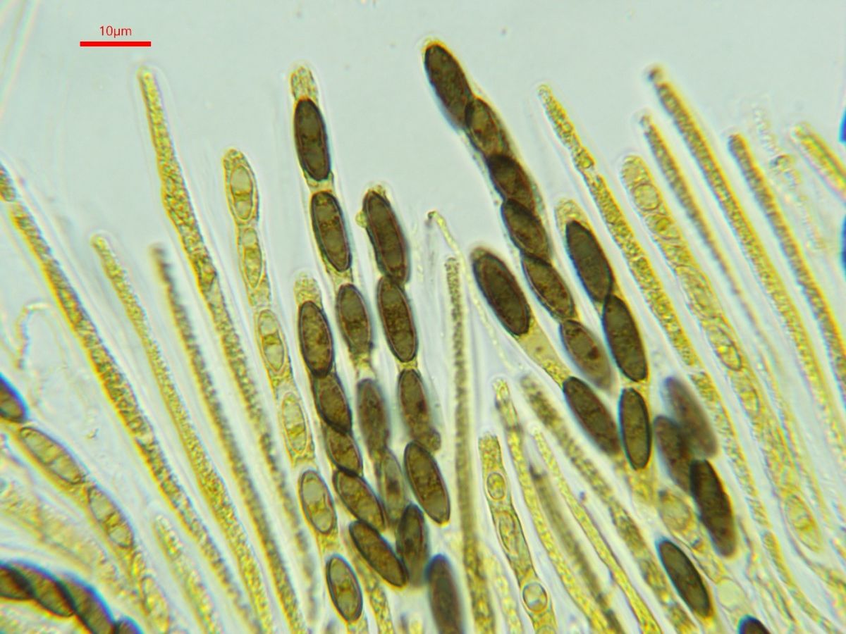 Biporispora europaea