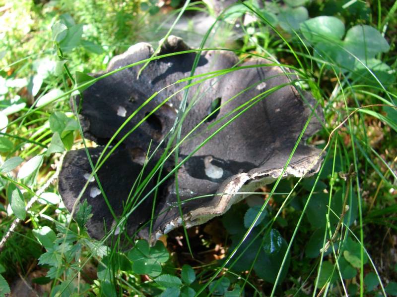 Boletopsis leucomelaena Boletopsis leucomelaena
