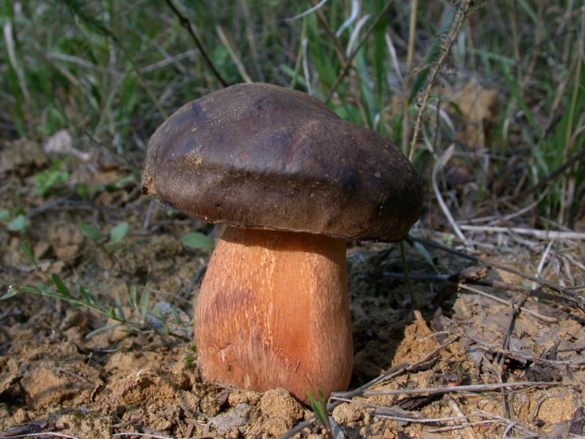 Boletus aereus