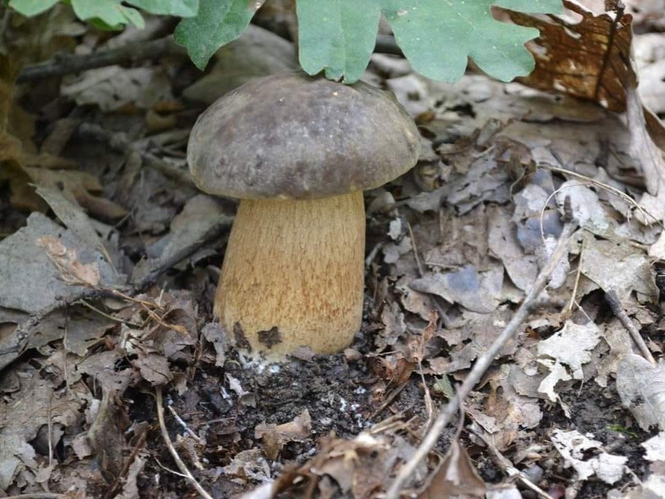 Boletus aereus