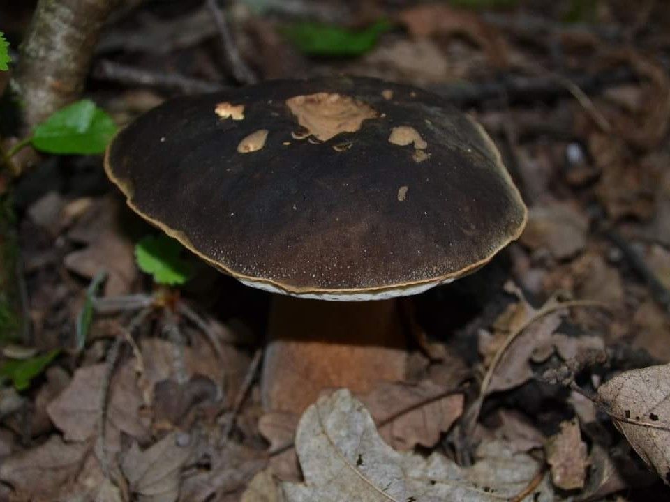 Boletus aereus