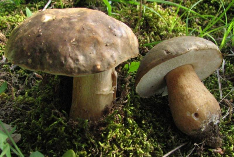 Boletus aereus