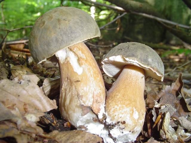 Boletus aereus