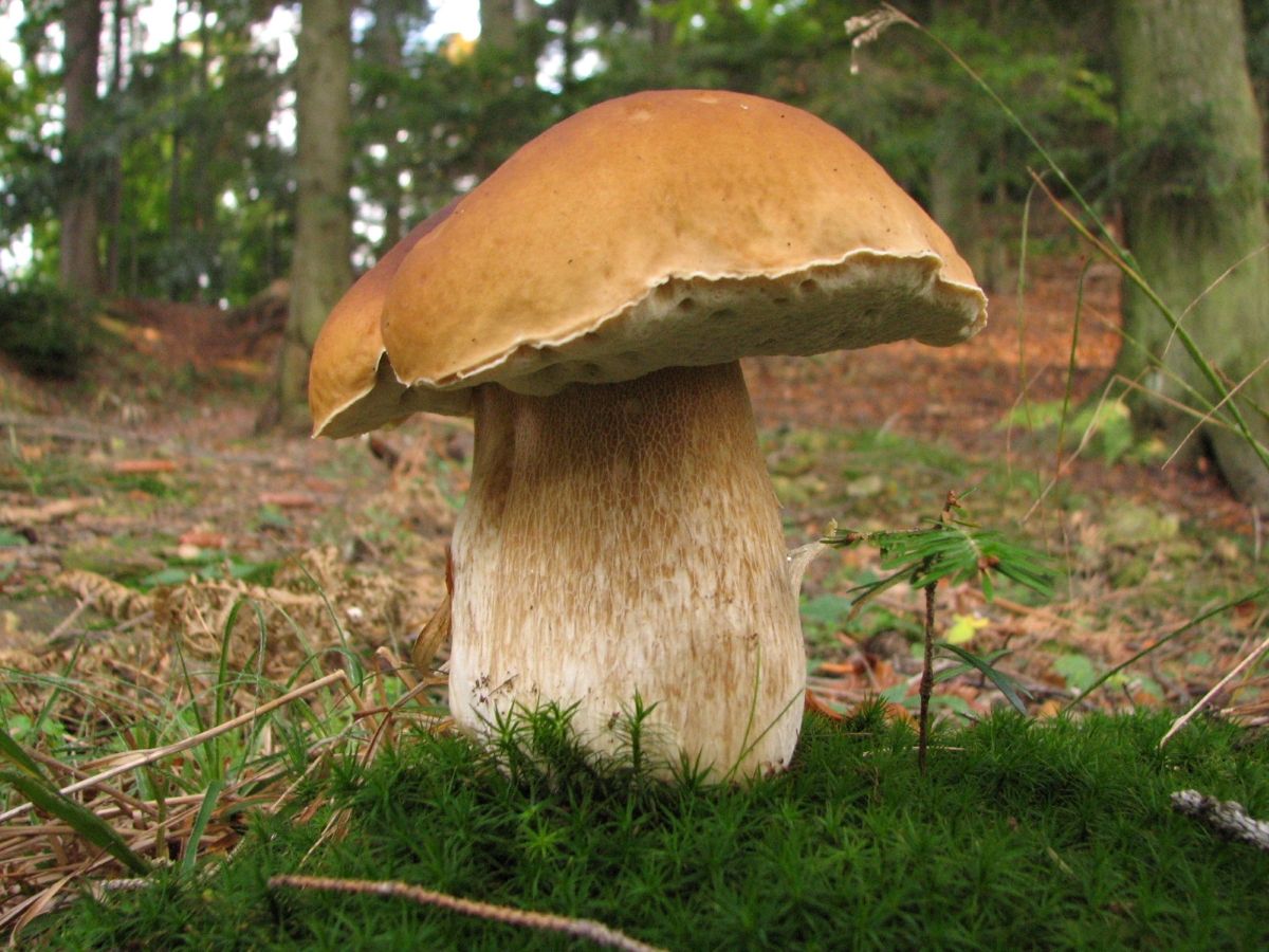 Boletus edulis