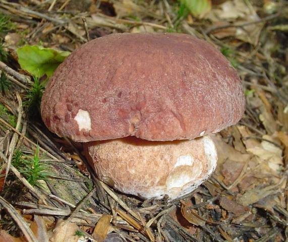 Boletus pinophilus