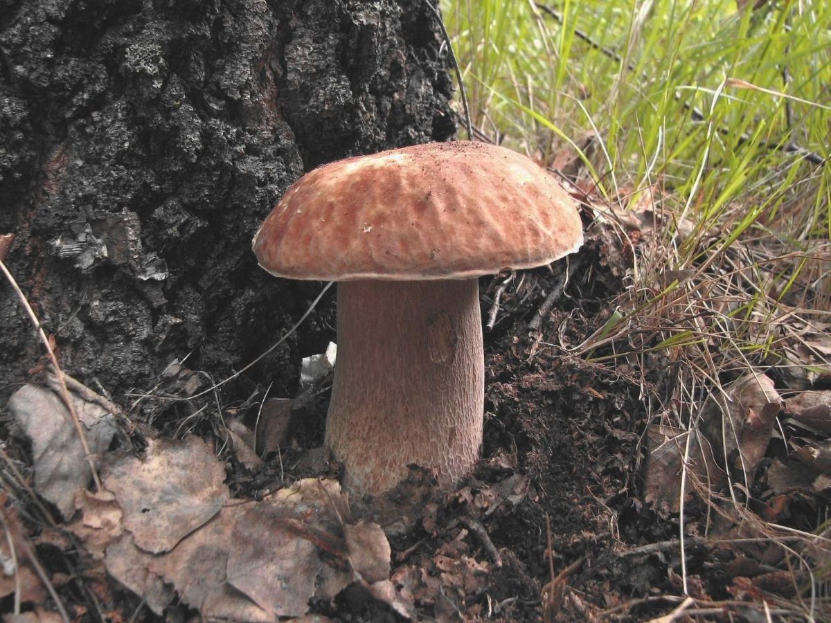 Boletus reticulatus