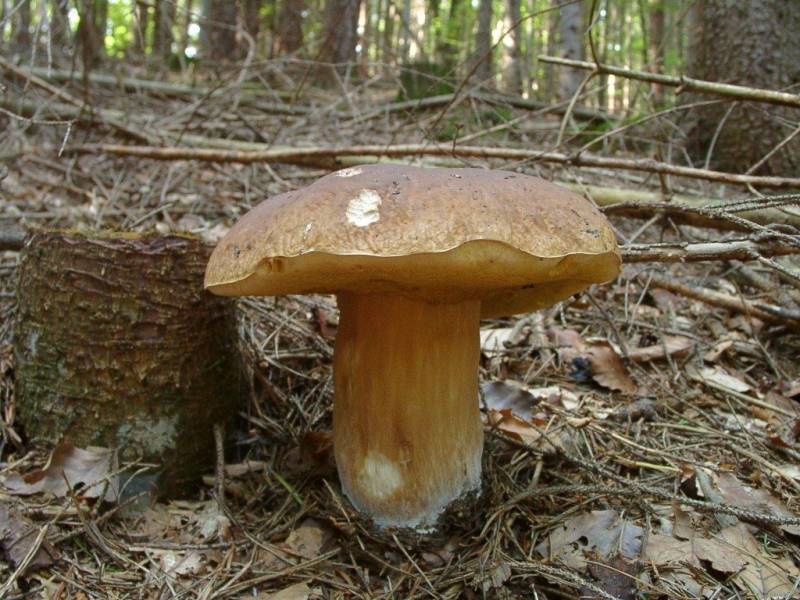 Boletus reticulatus