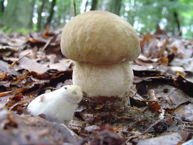 Boletus reticulatus